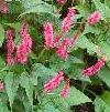 PERSICARIA Fire Tail